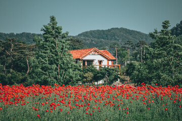 Fototapete bei efototapeten.de bestellen   