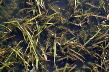 Aquatic plants in a pond of water