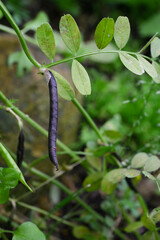 black color ripe siliqua of common vetch in a garden