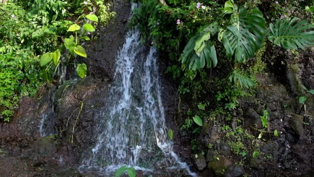 Natural water source with wild plants around it. The water is clear and flows fast. Natural vegetation of plants