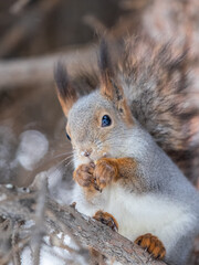 The squirrel with nut sits on tree in the winter or late autumn