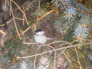 Cute bird the willow tit, song bird sitting on the fir branch