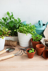 Indoor Herb Garden Kit With Fresh Green Plants and Gardening Tools