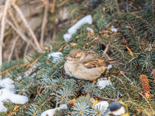 Sparrow sits on a fir branch with snow in winter