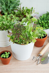 Indoor Herb Garden Kit With Fresh Green Plants