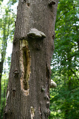 Close-up of a dead tree trunk invaded by fungi, parasites and hollowed out by birds