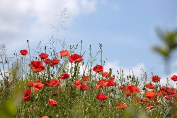 Poppy field, Remembrance day, Memorial Anzac day banner.