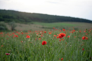 Poppy field, Remembrance day, Memorial Anzac day banner.