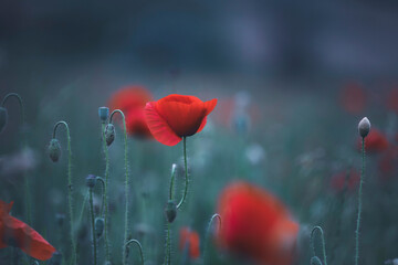 Poppy field, Remembrance day, Memorial Anzac day banner.