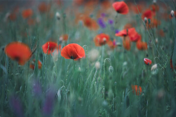 Fototapeta premium Poppy field, Remembrance day, Memorial Anzac day banner.