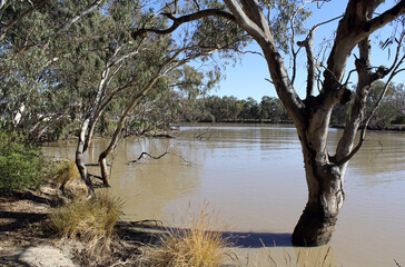 Trees on a riverbank at the Urana Aquatic Centre in New South Wales, Australia