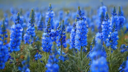 Vipers Bugloss or Blueweed Flowers in Bloom A Field of Blue Blossoms in Their Natural Habitat