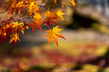 鮮やかな紅葉