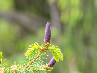 A young female cone of ordinary spruce, it is pink and its scales invitingly open in anticipation of pollen. Young cones of a Blue Spruce.