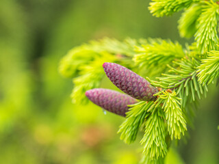 A young female cone of ordinary spruce, it is pink and its scales invitingly open in anticipation of pollen. Young cones of a Blue Spruce.