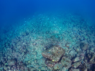 岩場で休む美しく大きなアオウミガメ（ウミガメ科）。

日本国静岡県伊豆半島賀茂郡南伊豆町中木から渡し船で渡るヒリゾ浜にて。
2022年夏水中撮影。

A beautiful, large green sea turtle (Chelonia mydas, family Turtles) resting on a rocky beach.

Hirizohama beach, by ferry fr