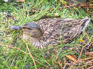 Duck hatching ducklings. Duck nest