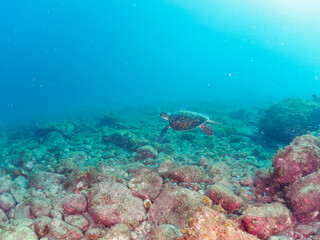 ゆったり泳ぐ美しく大きなアオウミガメ（ウミガメ科）。

日本国静岡県伊豆半島賀茂郡南伊豆町中木から渡し船で渡るヒリゾ浜にて。
2022年夏水中撮影。

The Beautiful and large green sea turtle (Chelonia mydas, family Turtles) swims leisurely. 

Hirizohama beach, by ferry from