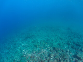 ゆったり泳ぐ美しく大きなアオウミガメ（ウミガメ科）。

日本国静岡県伊豆半島賀茂郡南伊豆町中木から渡し船で渡るヒリゾ浜にて。
2022年夏水中撮影。

The Beautiful and large green sea turtle (Chelonia mydas, family Turtles) swims leisurely. 

Hirizohama beach, by ferry from