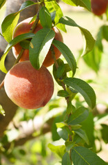Fresh Ripe Peach fruits on a tree branch with leaves closeup, A bunch of ripe Peaches on a branch,...