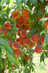 Fresh Ripe Peach fruits on a tree branch with leaves closeup, A bunch of ripe Peaches on a branch,...