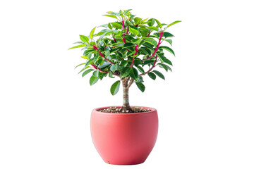 Obraz premium Tropical plant bush shrub red flower pot green tree isolated on white background