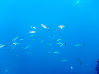 キビナゴの大群を襲う迫力あるカンパチとツムブリ（アジ科）の群れ。

日本国静岡県伊豆半島賀茂郡南伊豆町中木から渡し船で渡るヒリゾ浜にて。
2022年夏水中撮影。

Powerful schools of Greater Amberjack (Seriola dumerili) and Rainbow Runner (Elagatis bipinnulata) (horse mackerel fam