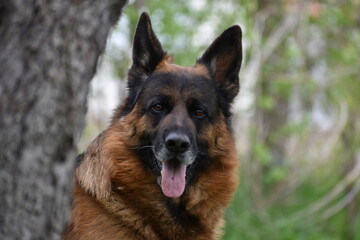 German Shepherd Dog in the yard