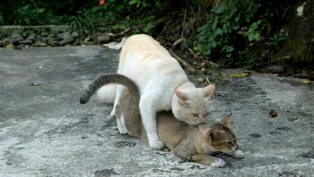A pair of cats are mating. White and gray cat. Cat breeding process
