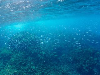浅瀬を泳ぐ美しいキビナゴの大群（ニシン科）。

日本国静岡県伊豆半島賀茂郡南伊豆町中木から渡し船で渡るヒリゾ浜にて。
2022年夏水中撮影。

A large school of beautiful Silver-Stripe Round Herrings (Spratelloides gracilis) swimming in shallow water.

Hirizohama beach, 
