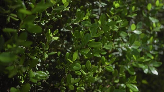Lush green leaves of buxus thriving in a sunlit garden, depicting natural growth and botany.