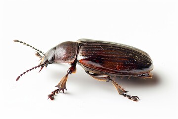 Naklejka premium A click beetle with its distinctive shape on a white background