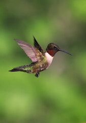 Ruby-throated Hummingbird flying on a green background