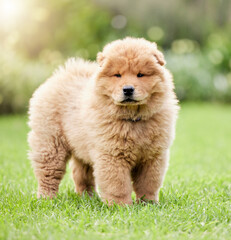 Puppy, portrait and dog on grass field in nature for outdoor, adventure and exploration in park. Cute, pet and animal with fluffy fur on lawn in environment for summer, fun and growth in China