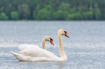 Mating games of a pair of white swans. Swans swimming on the water in nature. Valentine's Day background