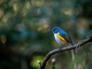 Obraz premium 森の中で枯れ木に留まっているルリビタキの雄