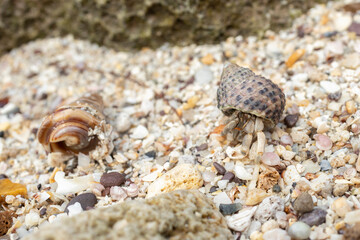 Hermit crab (Paguroidea) in a shell on a white sand beach
