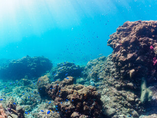 ウミトサカ等のソフトコーラルが群生する岩場に集まる、美しいソラスズメダイ（スズメダイ科）他の群れ。

日本国静岡県伊豆半島賀茂郡南伊豆町中木から渡し船で渡るヒリゾ浜にて。
2022年夏水中撮影。

Beautiful schools of Heavenly Damselfish (Pomacentrus coelestis) and others gather on the rocks where