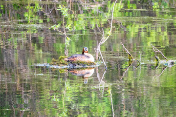 Great Crested Grebe, Podiceps cristatus, water bird sitting on the nest, nesting time on the green lake