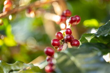 harvesting coffee berries by agriculture. Coffee beans ripening on the tree in North of Thailand