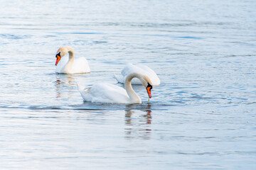 Three graceful white swans swims in the lake, swans in the wild.