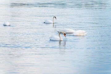 Graceful white Swans swimming in the lake, swans in the wild