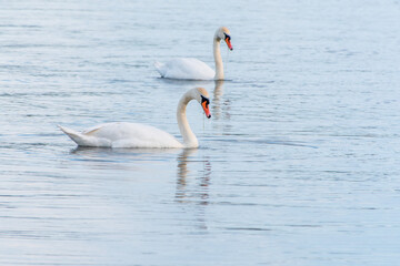 Two Graceful white Swans swimming in the lake, swans in the wild
