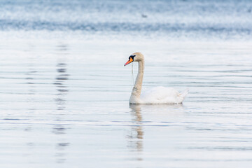 Graceful white Swan swimming in the lake, swans in the wild. Portrait of a white swan swimming on a lake.