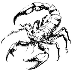 Full body of Black and white Scorpion on White Background