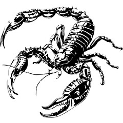 The full body of Black and white Scorpion on White Background