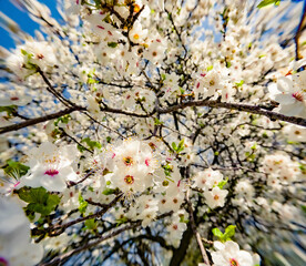 Obraz premium Blooming plum tree in the garden. Bright morning scene in April. Beautiful floral background. Anamorphic macro photography.