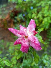 A rose is either a woody perennial flowering plant of the genus Rosa in the family Rosaceae or the...