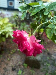 A rose is either a woody perennial flowering plant of the genus Rosa in the family Rosaceae or the...