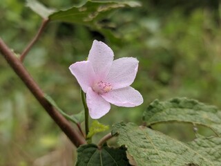 pulutan flower (urena lobata) in the morning